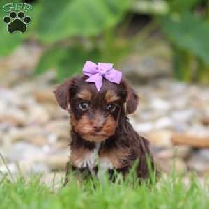 Bon Bon, Yorkie Poo Puppy